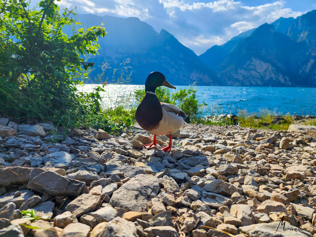 Ente am Corno di Bo